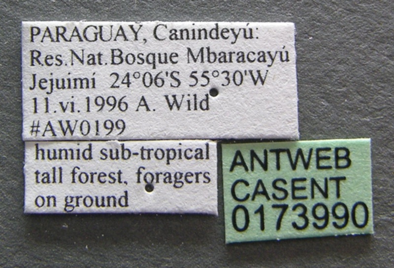 File:Myrmicocrypta squamosa casent0173990 label 1.jpg