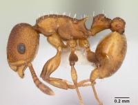 Nesomyrmex spininodis casent0173995 profile 1.jpg