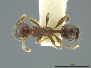 Pheidole chalcoides casent0624252 d 1 high.jpg