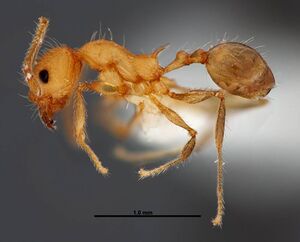 Pheidole epiphyta jtlc000005405 p 1 high.jpg