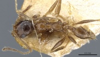 Pheidole victoris casent0904218 d 1 high.jpg