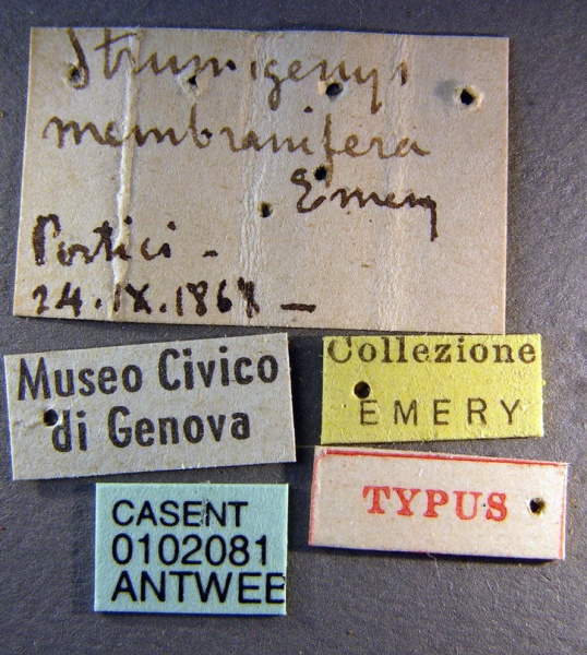 File:Pyramica membranifera casent0102081 label 1.jpg