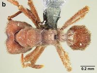 Sericomyrmex maravalhas F32b.jpg