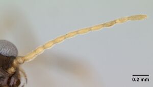 Solenopsis geminata casent0173276 dorsal 2.jpg