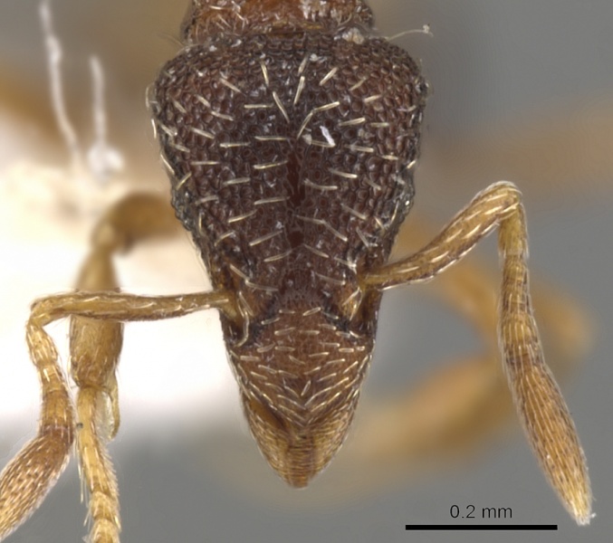 File:Strumigenys dictynna casent0900103 h 1 high.jpg