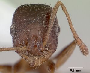 Temnothorax nevadensis casent0103390 head 1.jpg