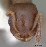 Temnothorax schaumii casent0104047 head 1.jpg