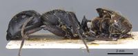 Camponotus chyrusurs securifer casent0905446 p 1 high.jpg