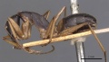 Camponotus consobrinus casent0905237 p 1 high.jpg