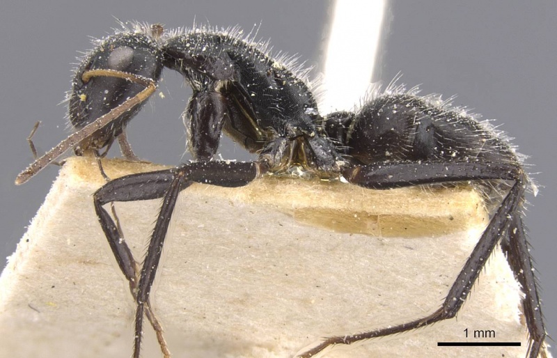 File:Camponotus emeryodicatus casent0911746 p 1 high.jpg