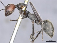 Camponotus singularis casent0903554 p 1 high.jpg