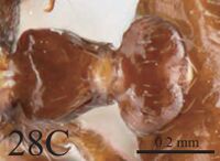 Crematogaster daisyi F28c.jpg