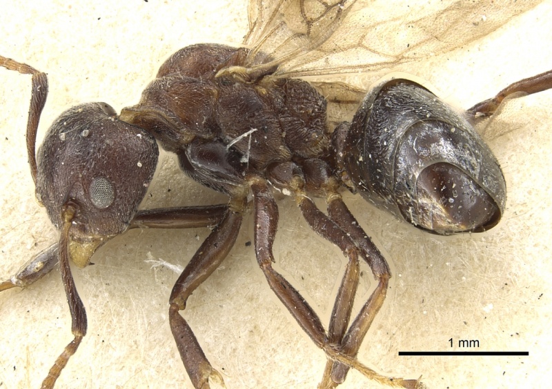 File:Dolichoderus taprobanae casent0902972 p 1 high.jpg