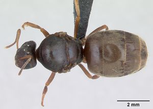 Lasius psammophilus casent0172728 dorsal 1.jpg