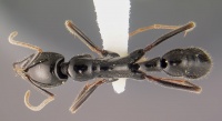 Leptogenys-rouxiD1.25.jpg