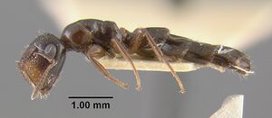 MCZ-ENT00029029 Camponotus papago hal.jpg