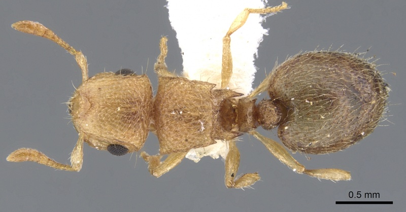 File:Meranoplus sthenus casent0902022 d 1 high.jpg