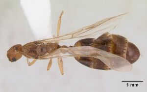 Monomorium destructor casent0173270 dorsal 1.jpg