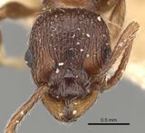 Myrmica stangeana H casent0280822.jpg