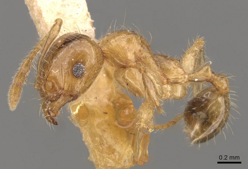 File:Pheidole bakeri casent0908160 p 1 high.jpg