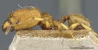 Pheidole rabo casent0904269 p 1 high.jpg