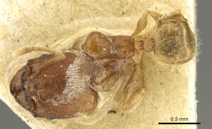 Pheidole sculptior casent0901614 d 1 high.jpg