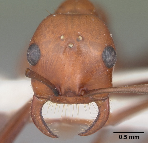 File:Polyergus lucidus casent0104430 head 1.jpg