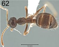 Prenolepis angularis 62.jpg