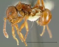 Pristomyrmex-costatusL3.2x.jpg