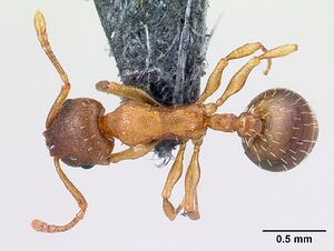 Temnothorax saxonicus casent0179928 d 1 high.jpg