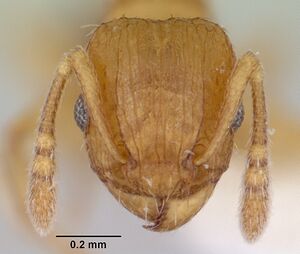 Tetramorium caldarium casent0173287 head 1.jpg