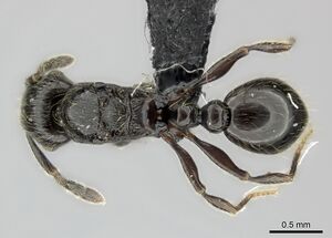 Tetramorium orc casent0487185 d 1 high.jpg