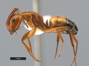 Camponotus-snellingi-MCZ001MaL.jpg