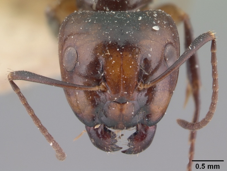 File:Camponotus cambouei casent0101529 head 1.jpg