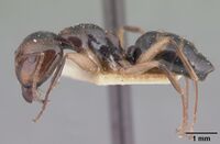 Camponotus cambouei casent0101529 profile 1.jpg
