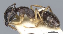 Camponotus orites casent0903506 p 1 high.jpg