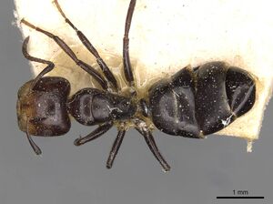Camponotus reticulatus casent0910525 d 1 high.jpg