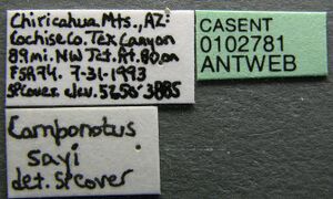 Camponotus sayi casent0102781 label 1.jpg