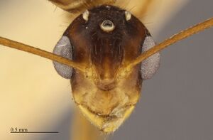 MCZ-ENT00523955 Camponotus festinatus male hef.jpg