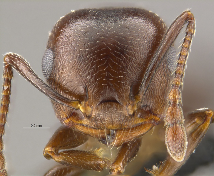 File:MCZ-ENT00671965 Crematogaster larreae hef.jpg