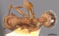 Myrmica hellenica D casent0907653.jpg