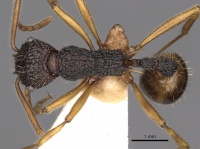 Myrmica sinensis D casent0900291.jpg