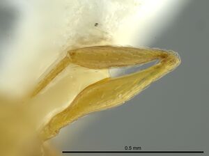 Pheidole cataphracta casent0624248 p 4 high.jpg