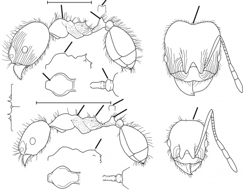 Pheidole crozieri Wilson 2003.jpg