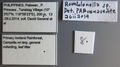 Romblonella coryae labels Holotype.jpg