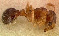 Tetramorium caldarium casent0003150 profile 1.jpg