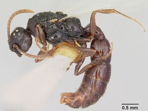 Acanthostichus texanus casent0103131 profile 1.jpg