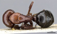 Camponotus lameerei casent0905399 d 1 high.jpg