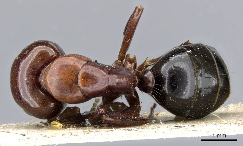 File:Camponotus lameerei casent0905399 d 1 high.jpg