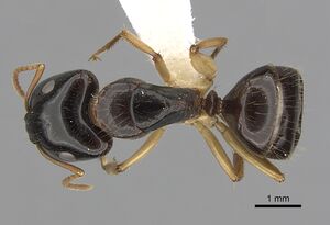 Camponotus lownei casent0280227 d 1 high.jpg